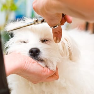 Groomed dog at VIP Grooming Bishopstown