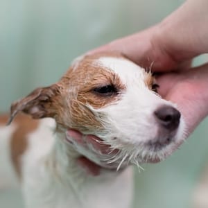 Golden retriever after grooming