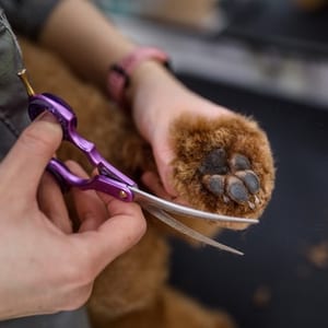 Shih tzu after grooming