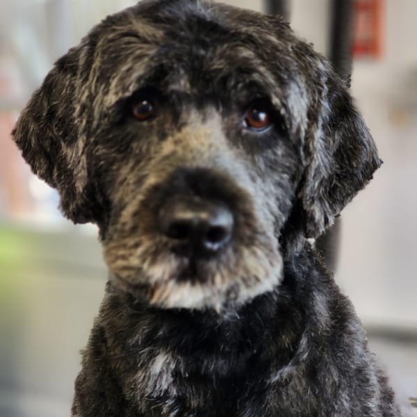 Groomed miniature schnauzer