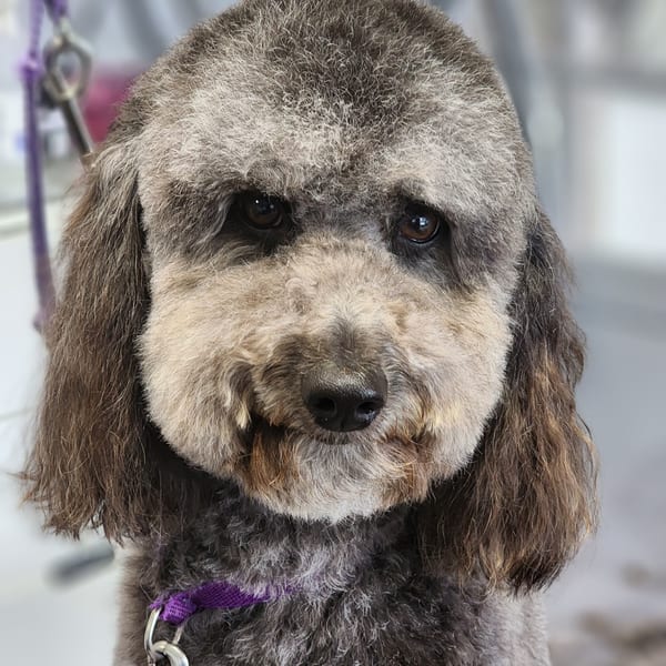 Groomed dog salon portrait