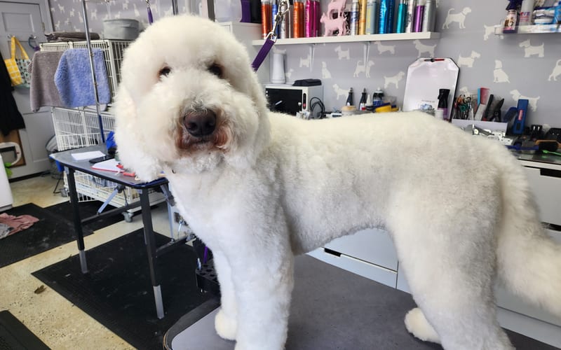 Red poodle being groomed in salon