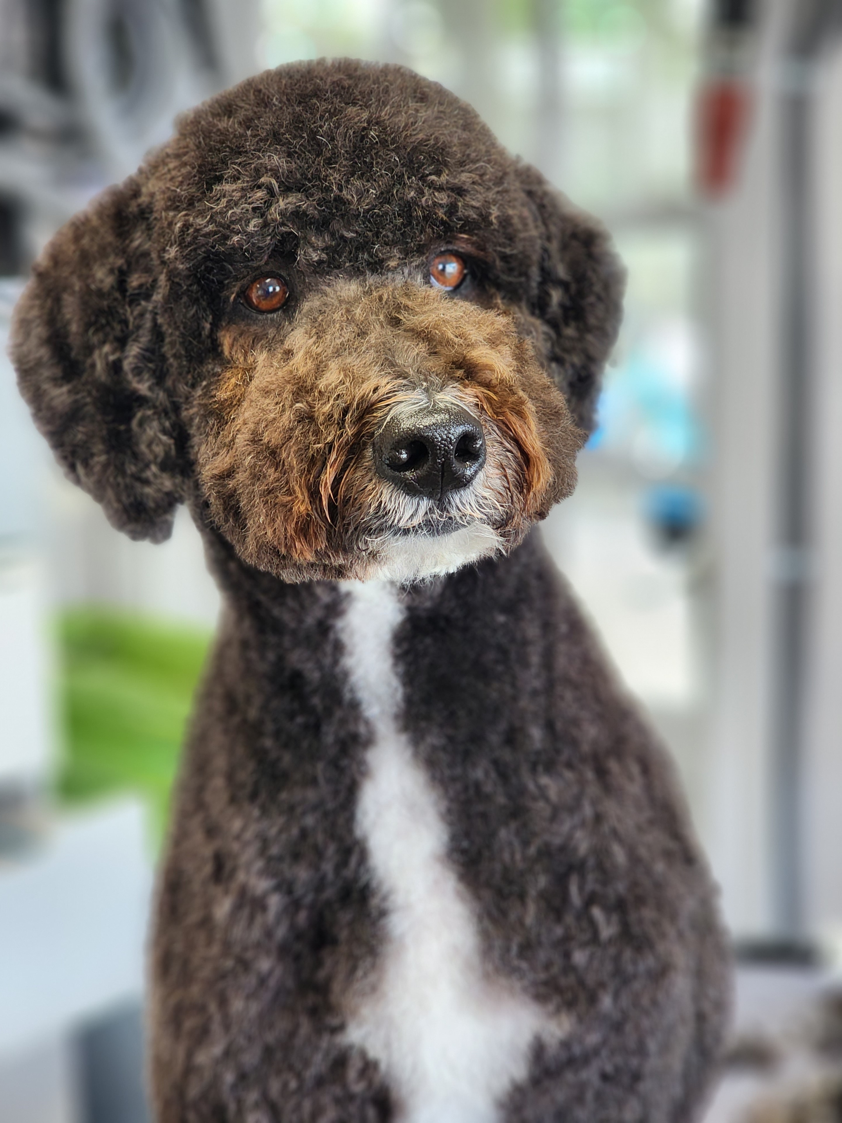 VIP Grooming dog
