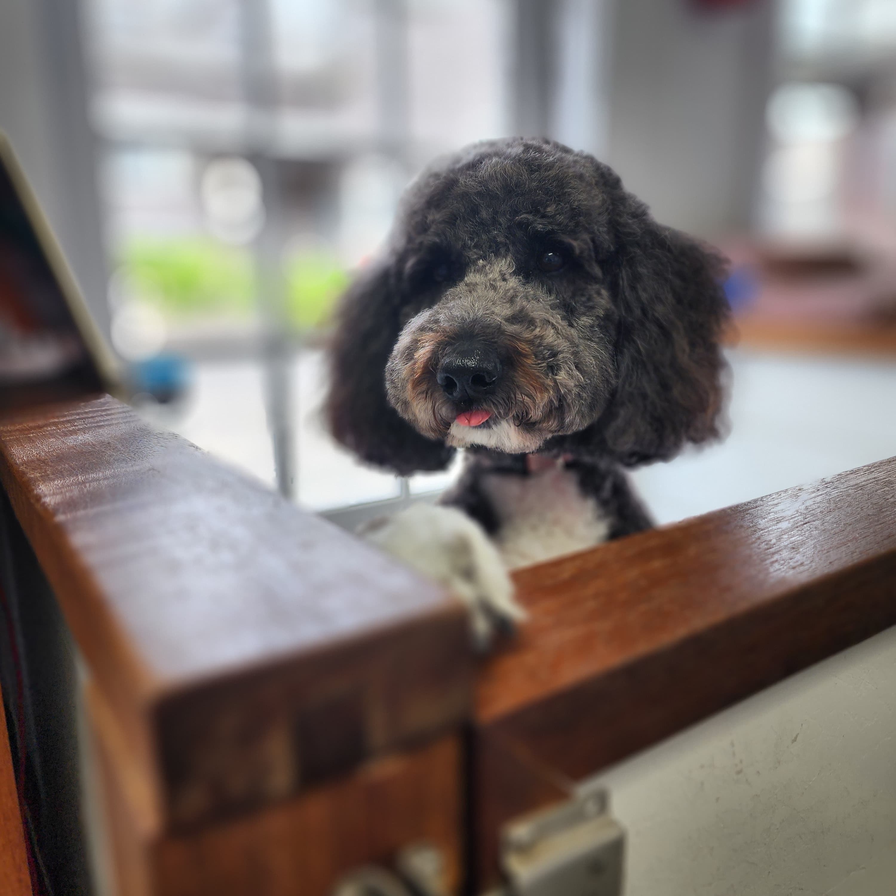 VIP Grooming dog