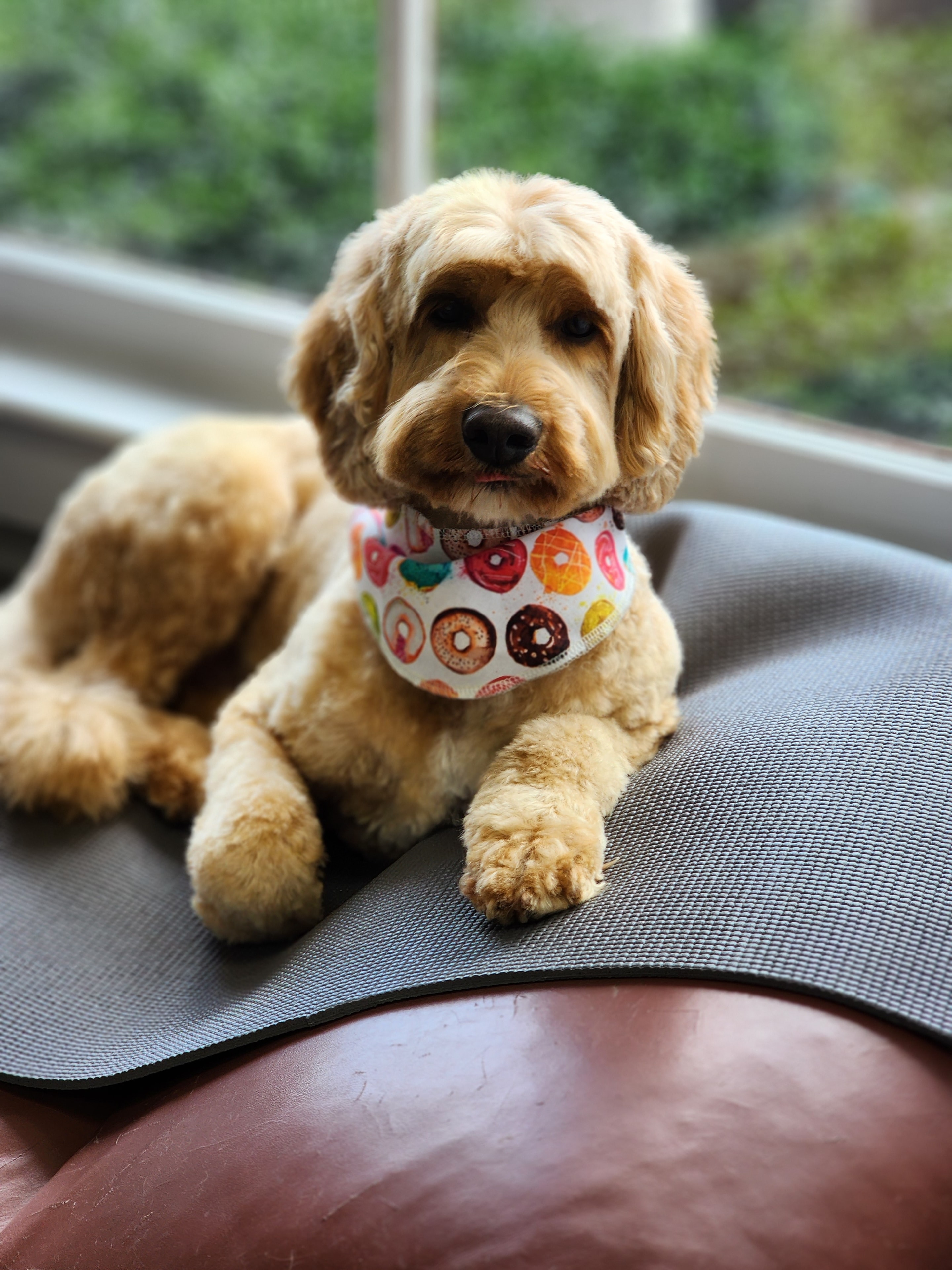 VIP Grooming dog