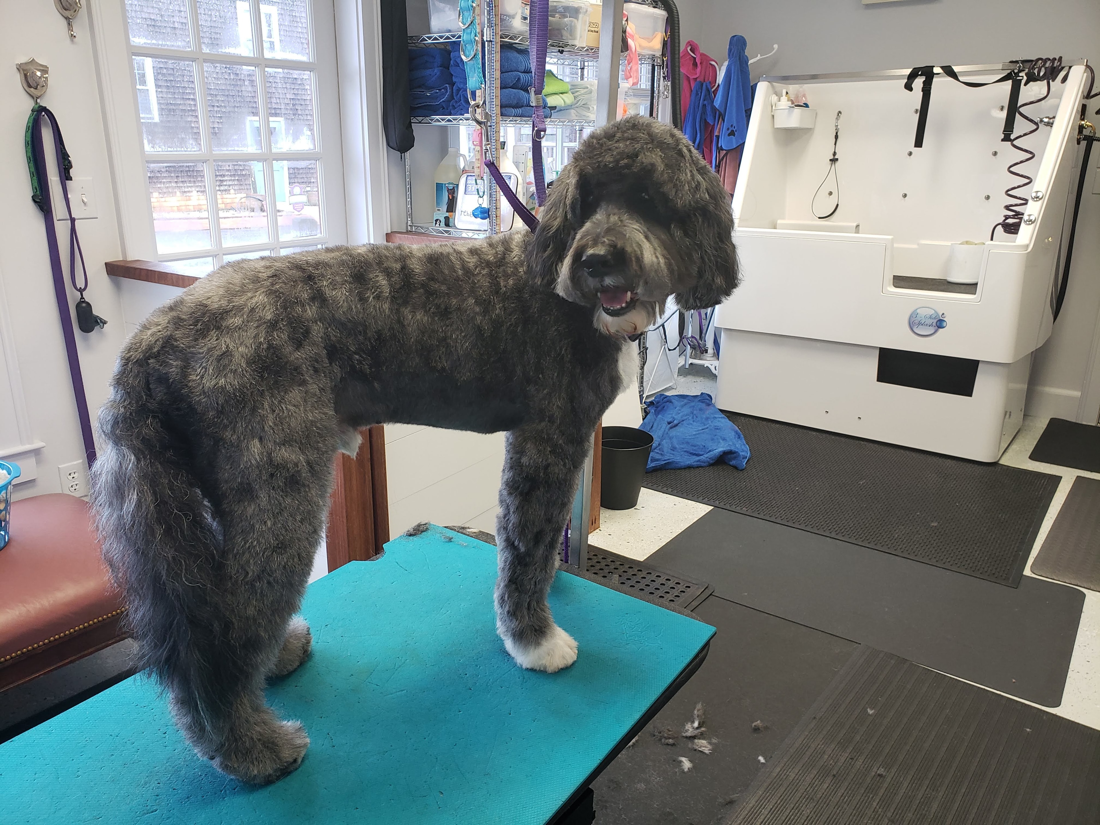 VIP Grooming dog