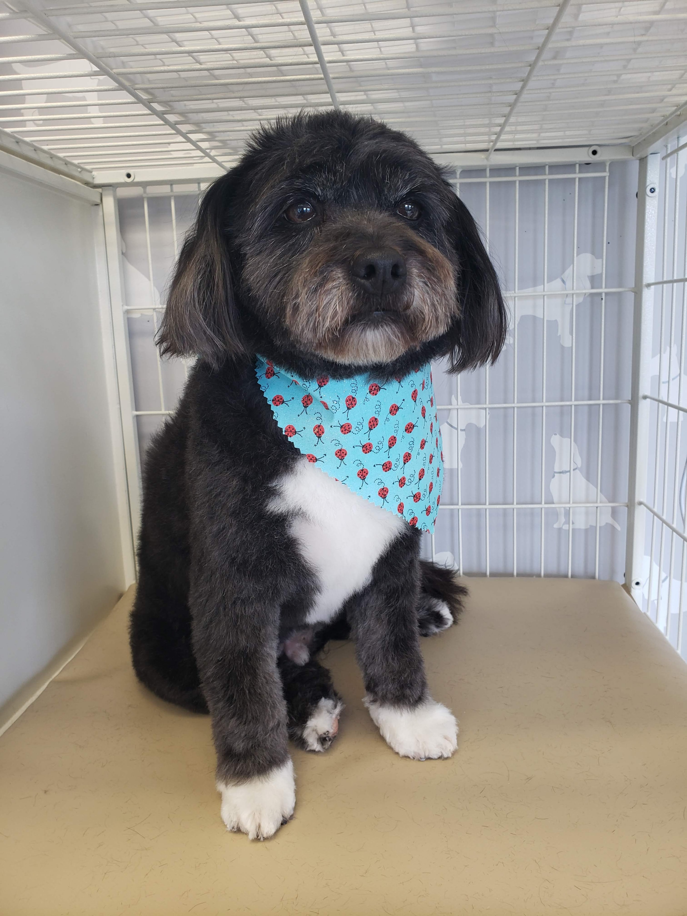 VIP Grooming dog