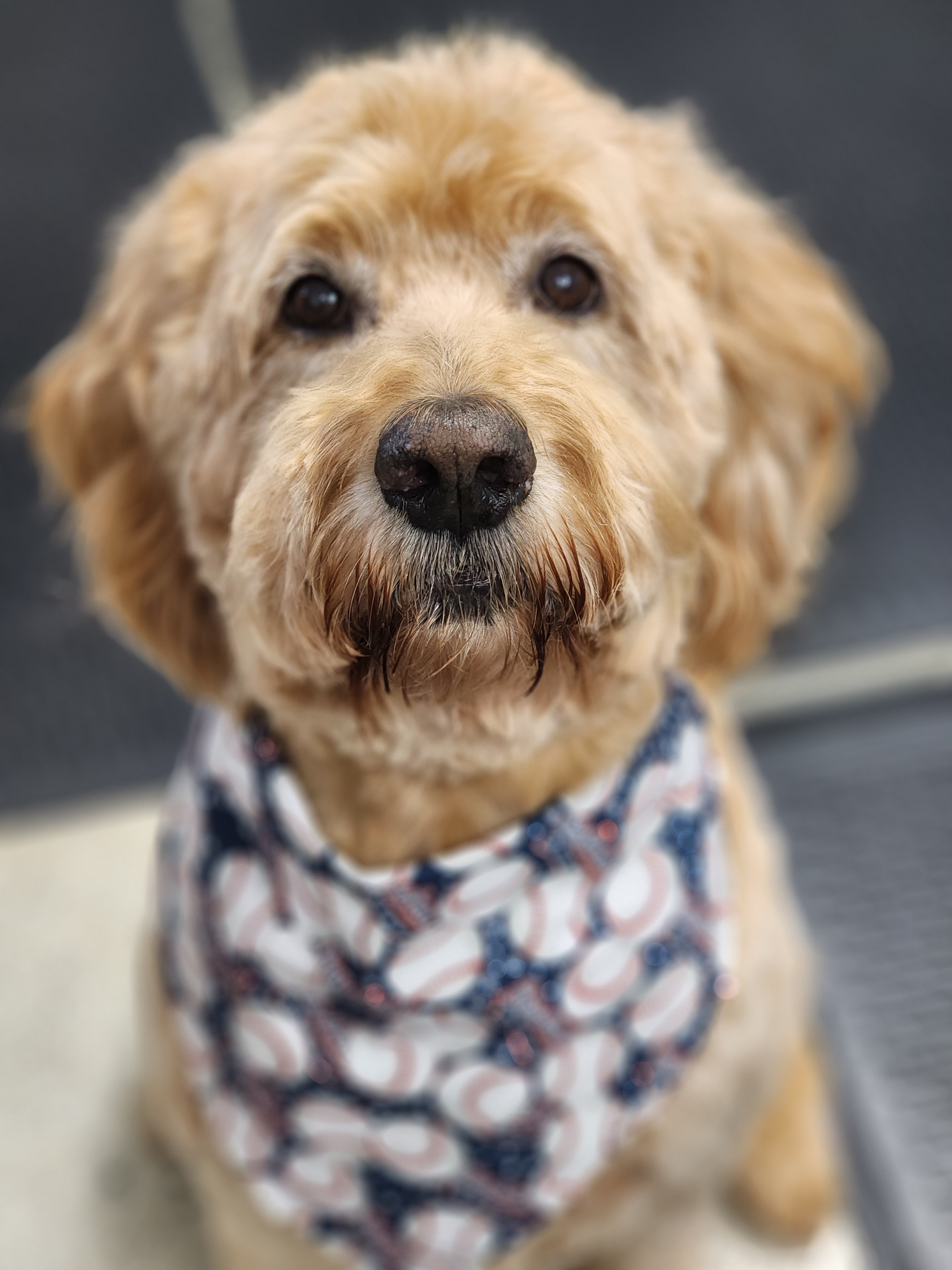 VIP Grooming dog