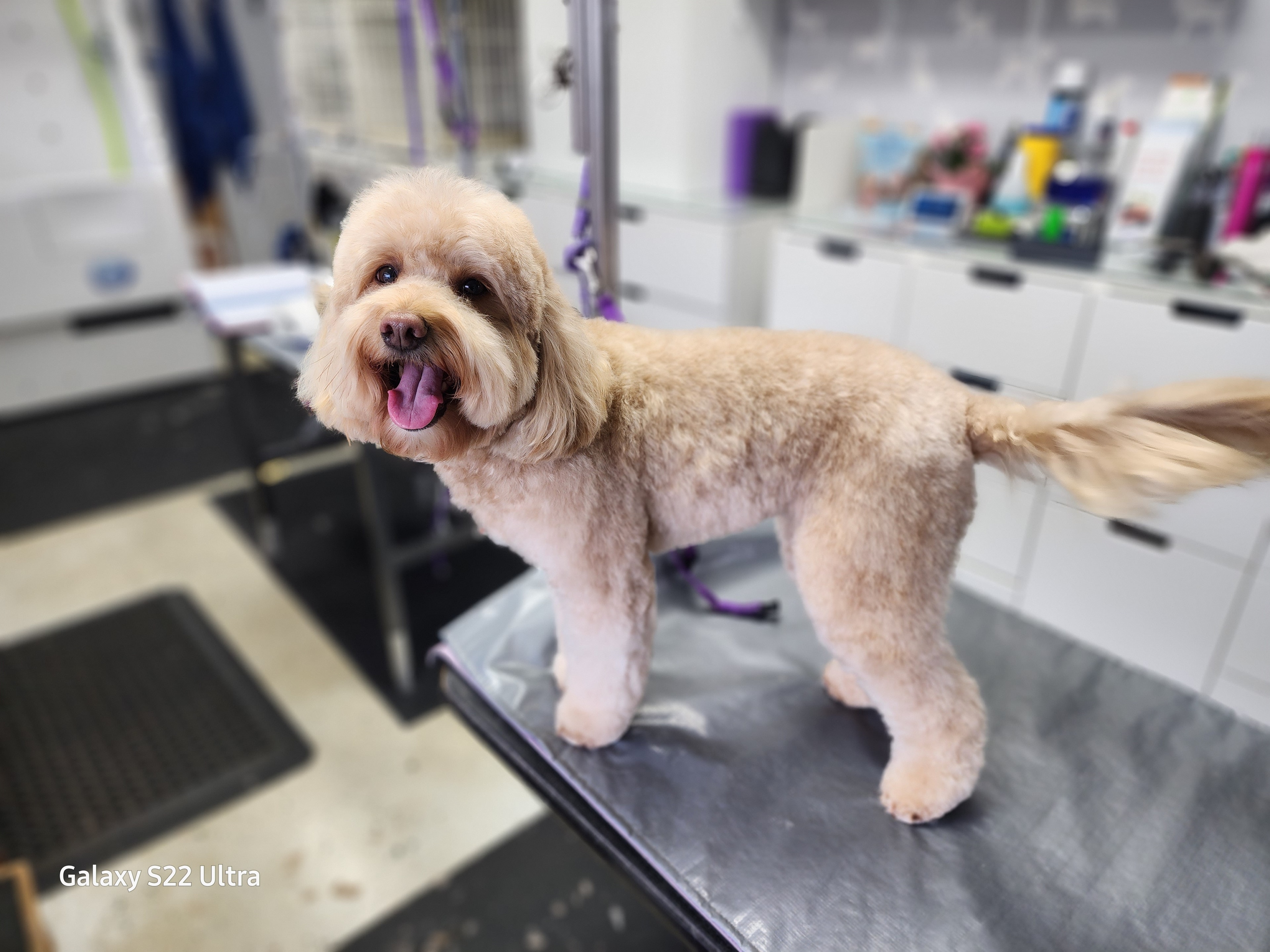 VIP Grooming dog