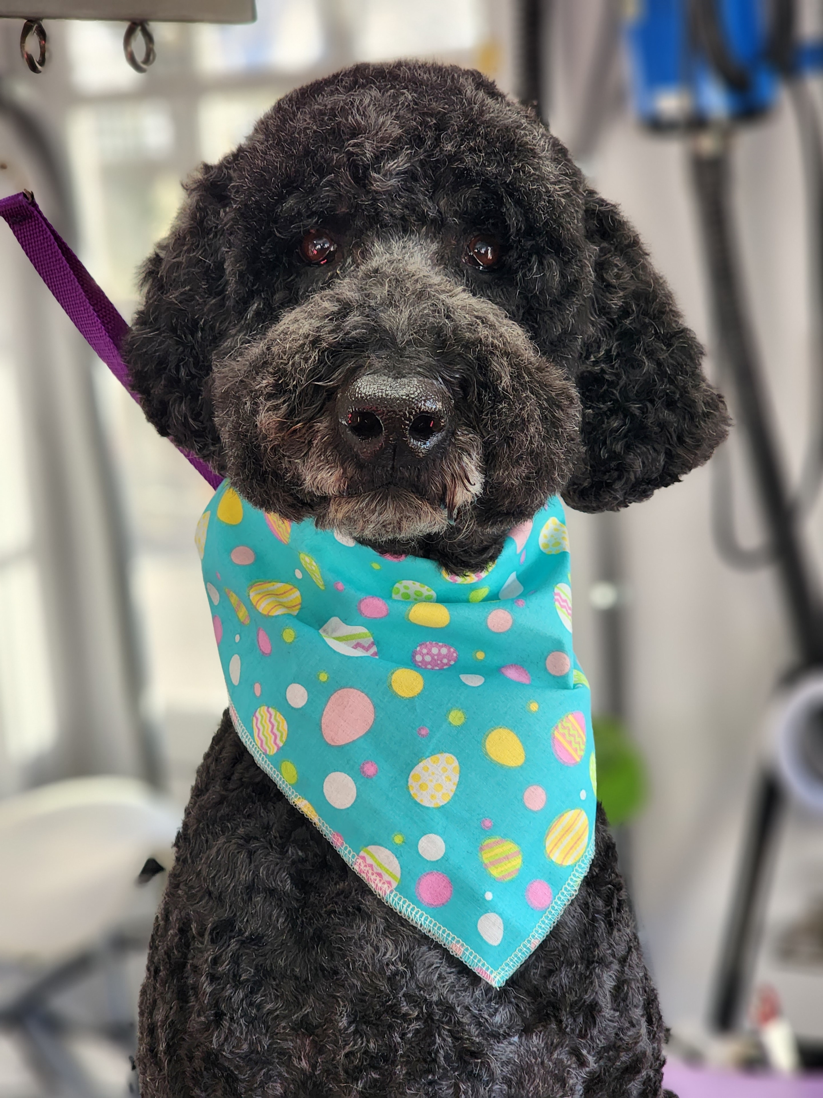 VIP Grooming dog