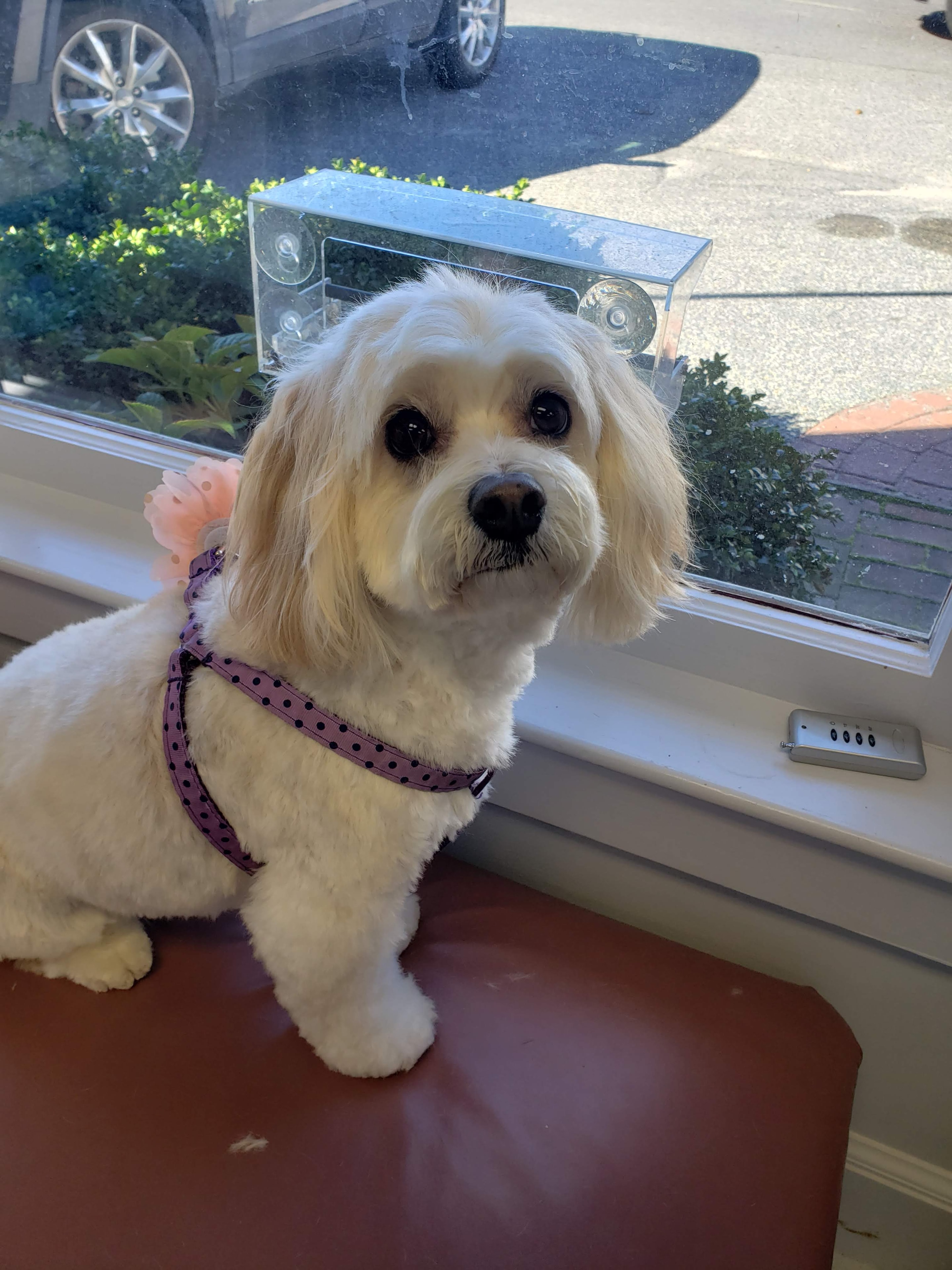 VIP Grooming dog