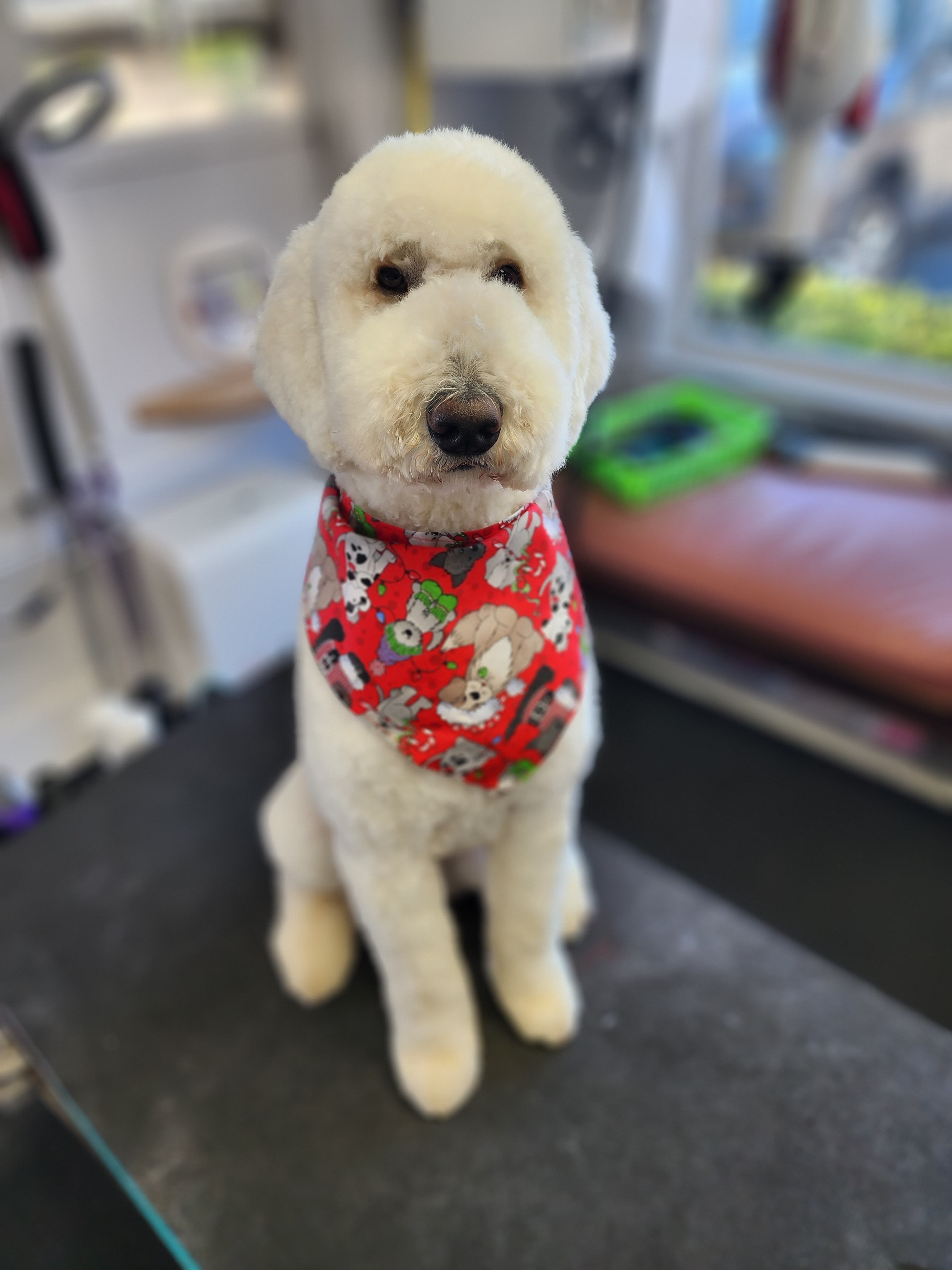 VIP Grooming dog