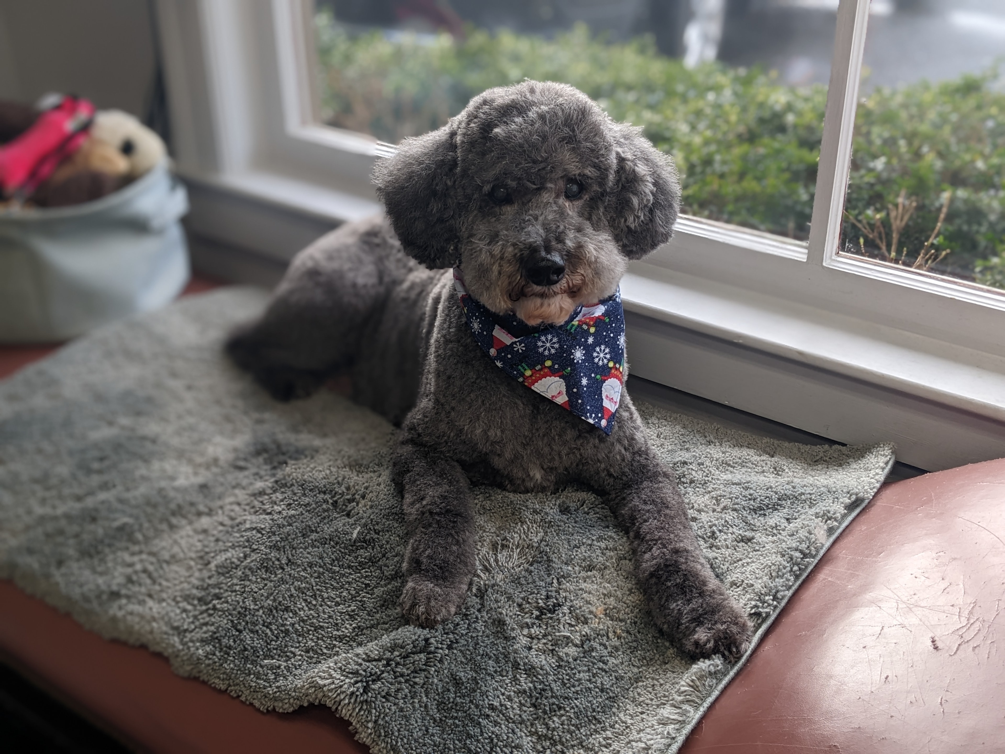 VIP Grooming dog