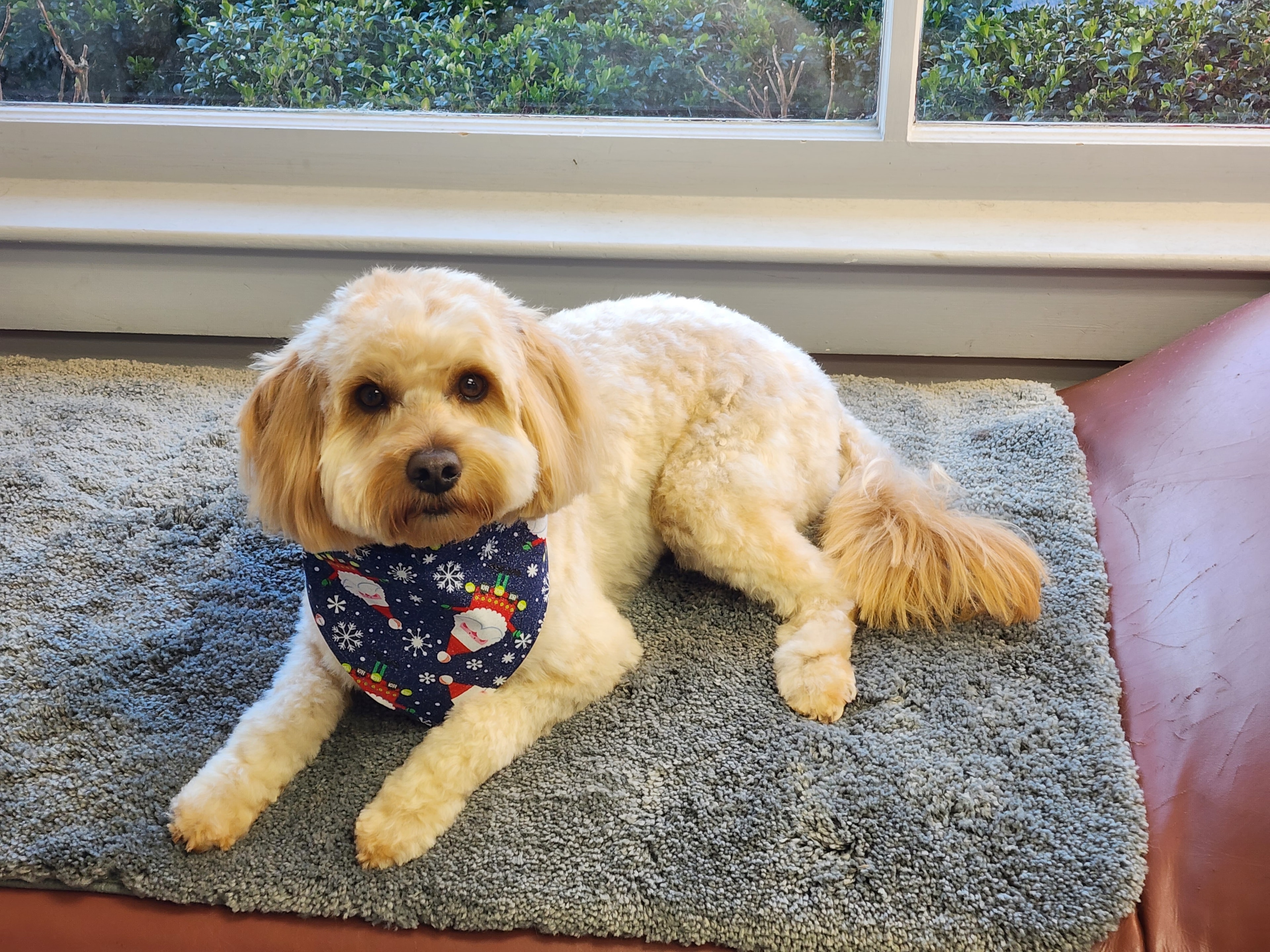 VIP Grooming dog