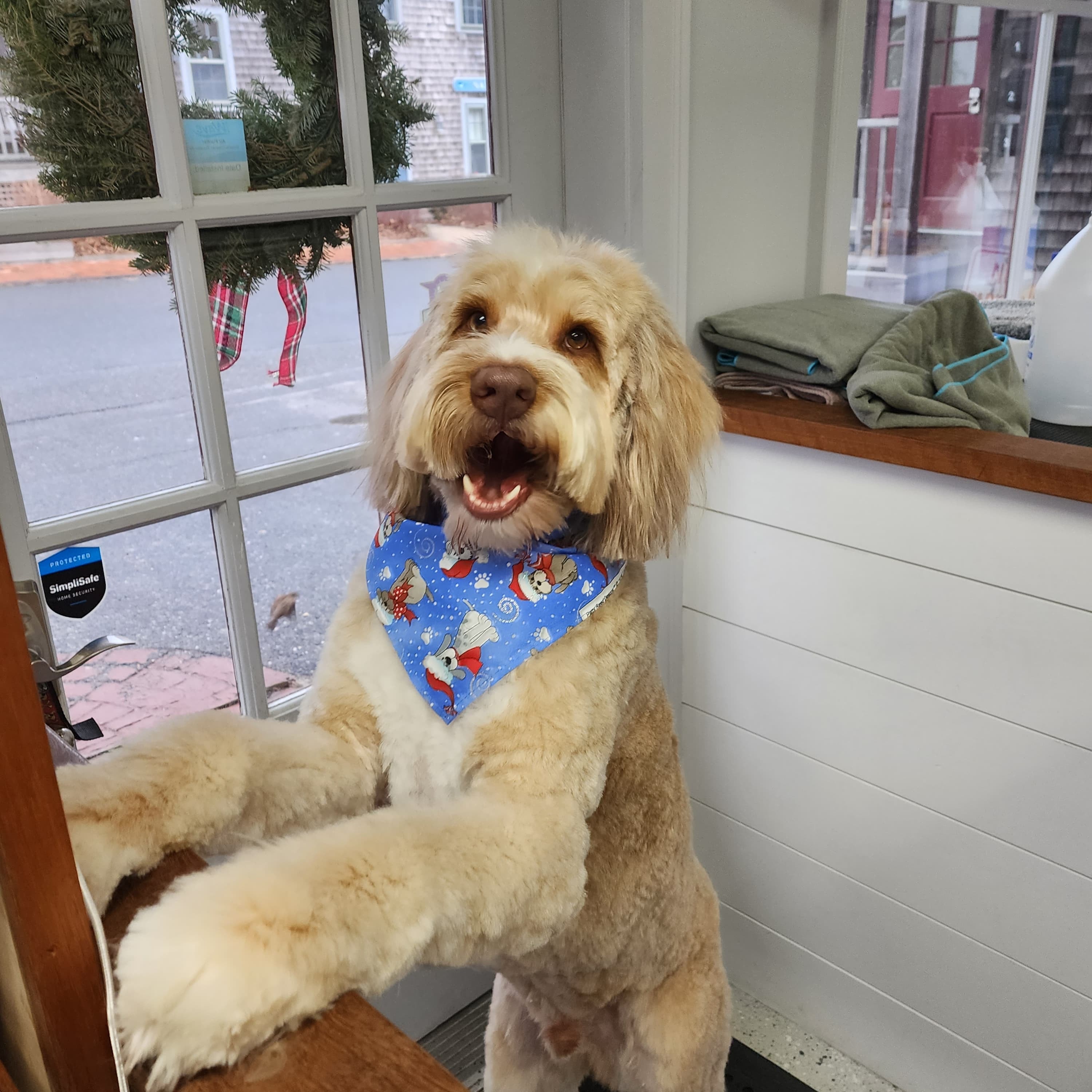 VIP Grooming dog