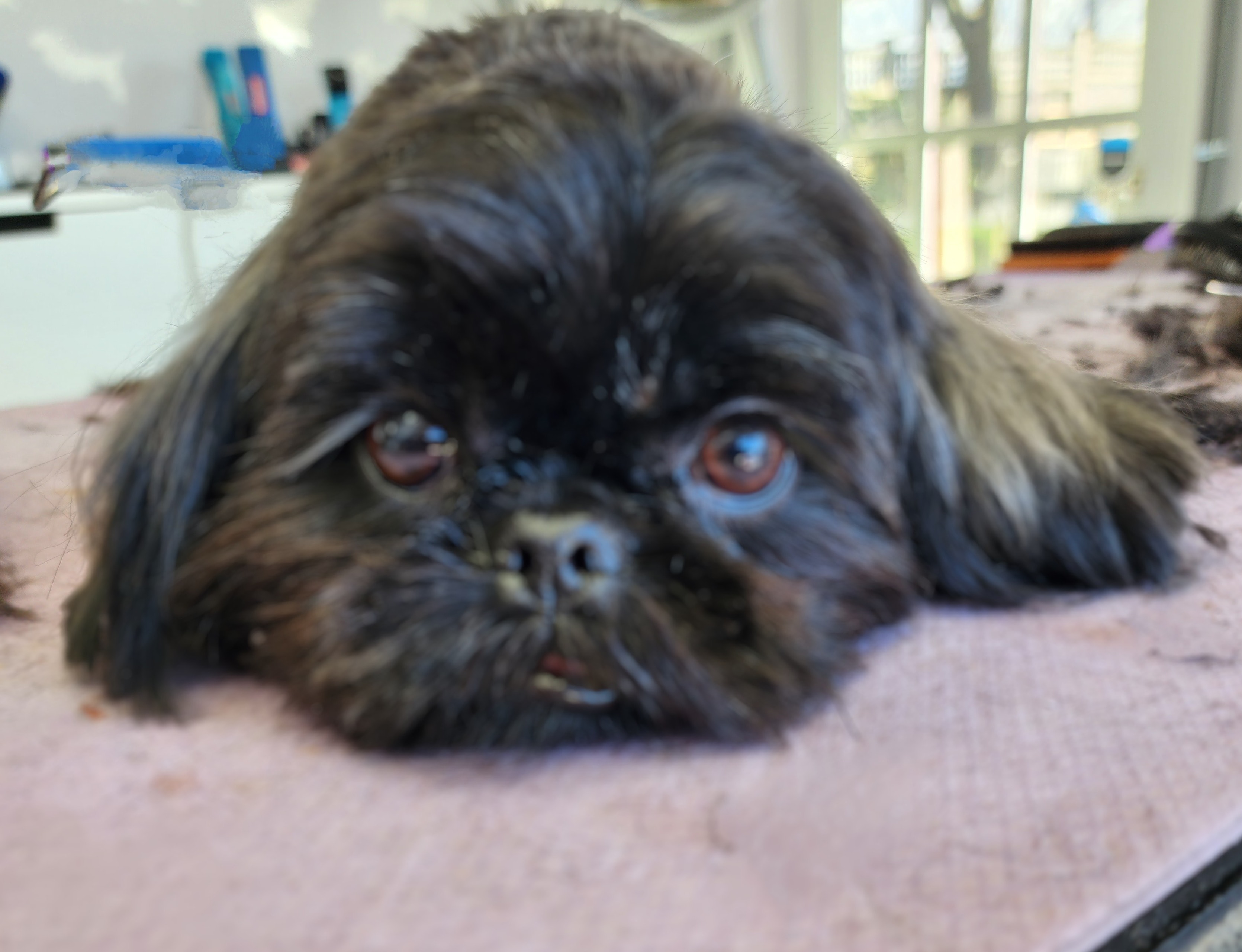 VIP Grooming dog