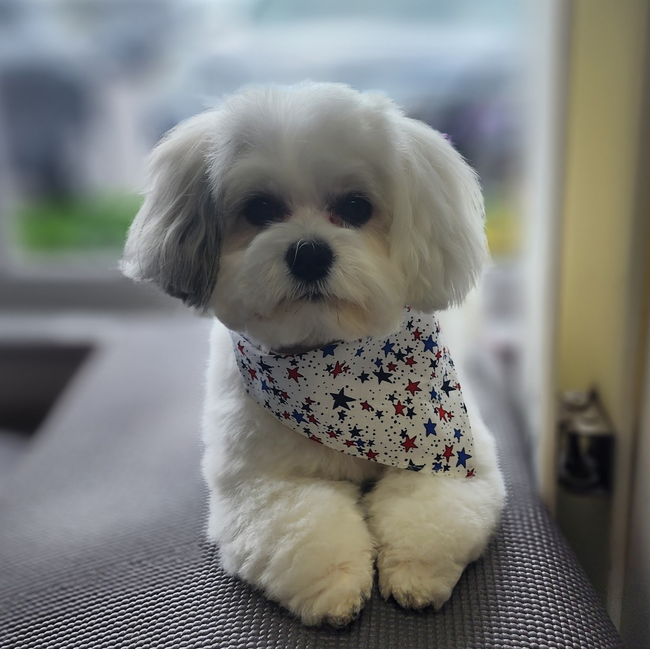 VIP Grooming dog