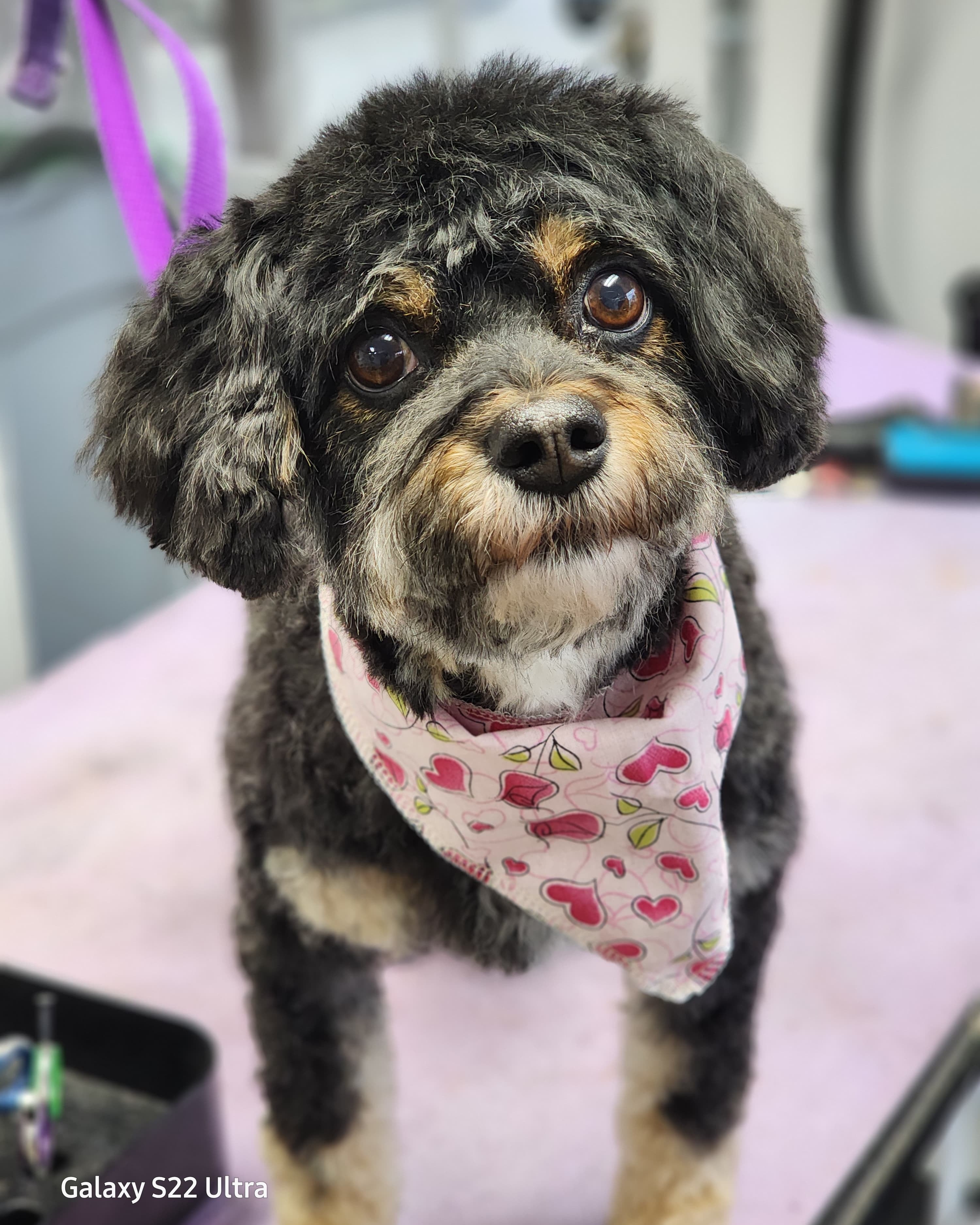 VIP Grooming dog
