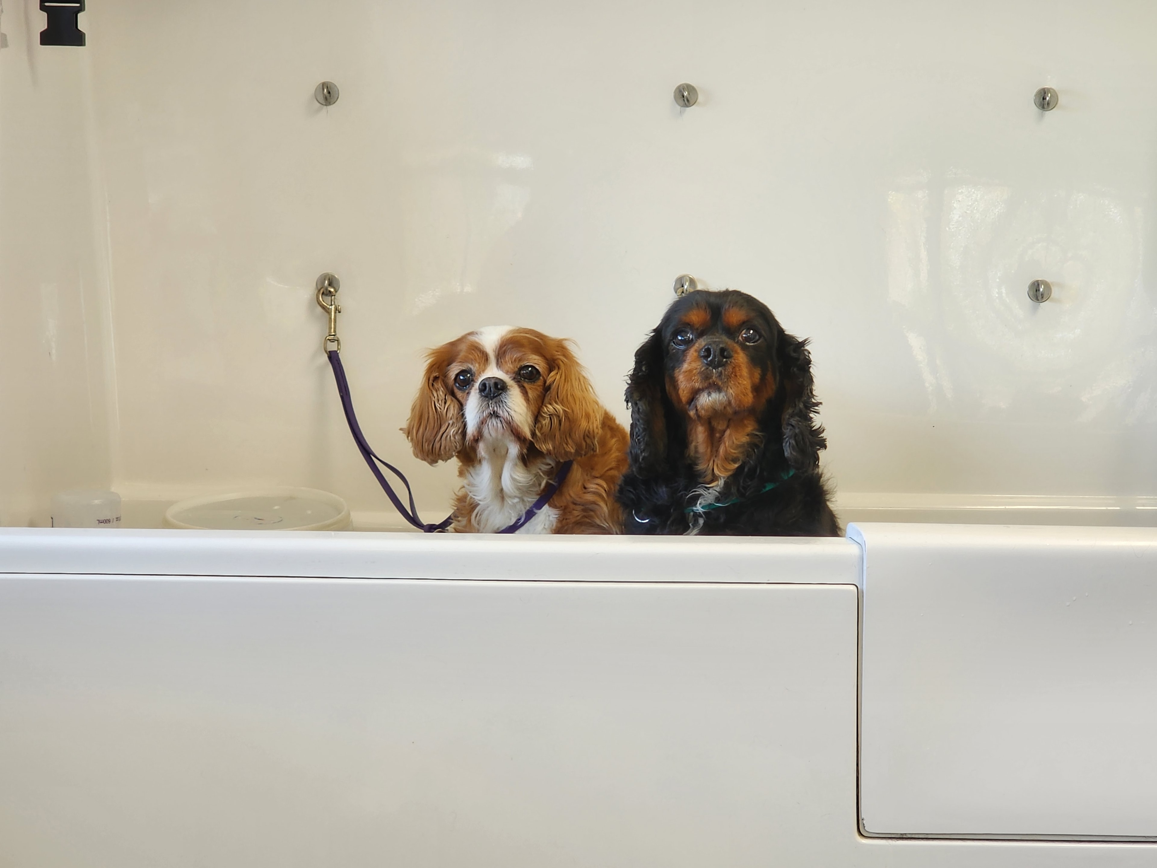 VIP Grooming dog