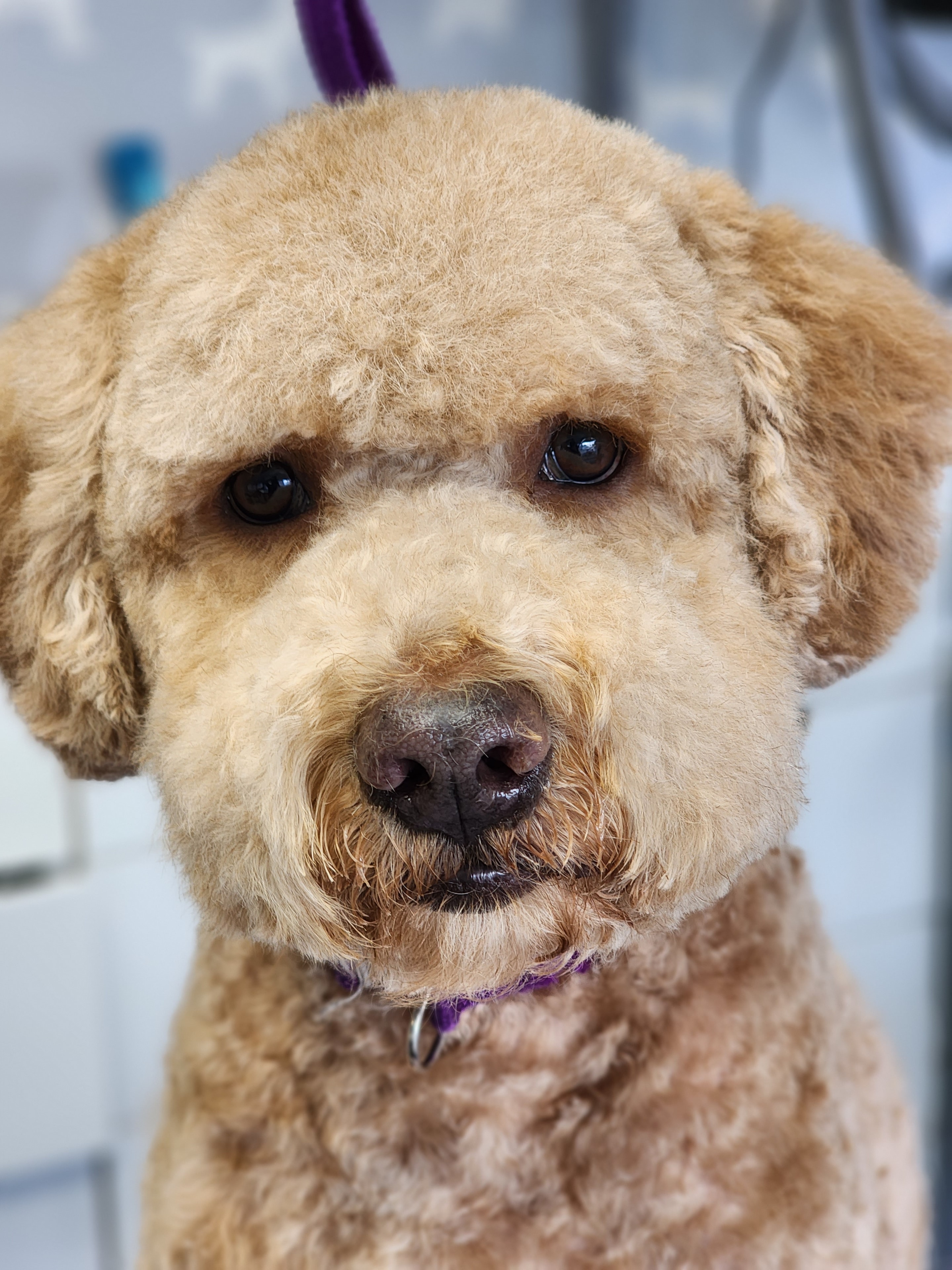 VIP Grooming dog