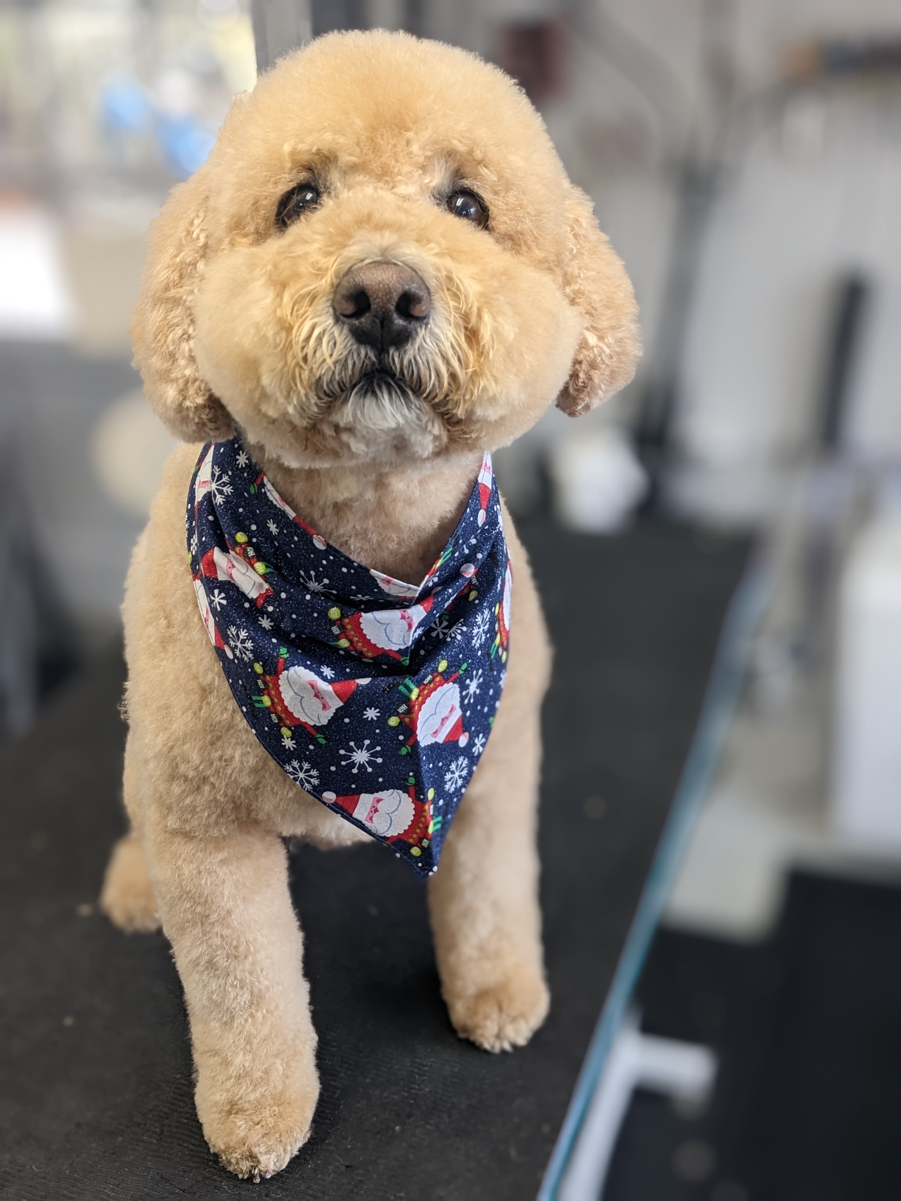 VIP Grooming dog
