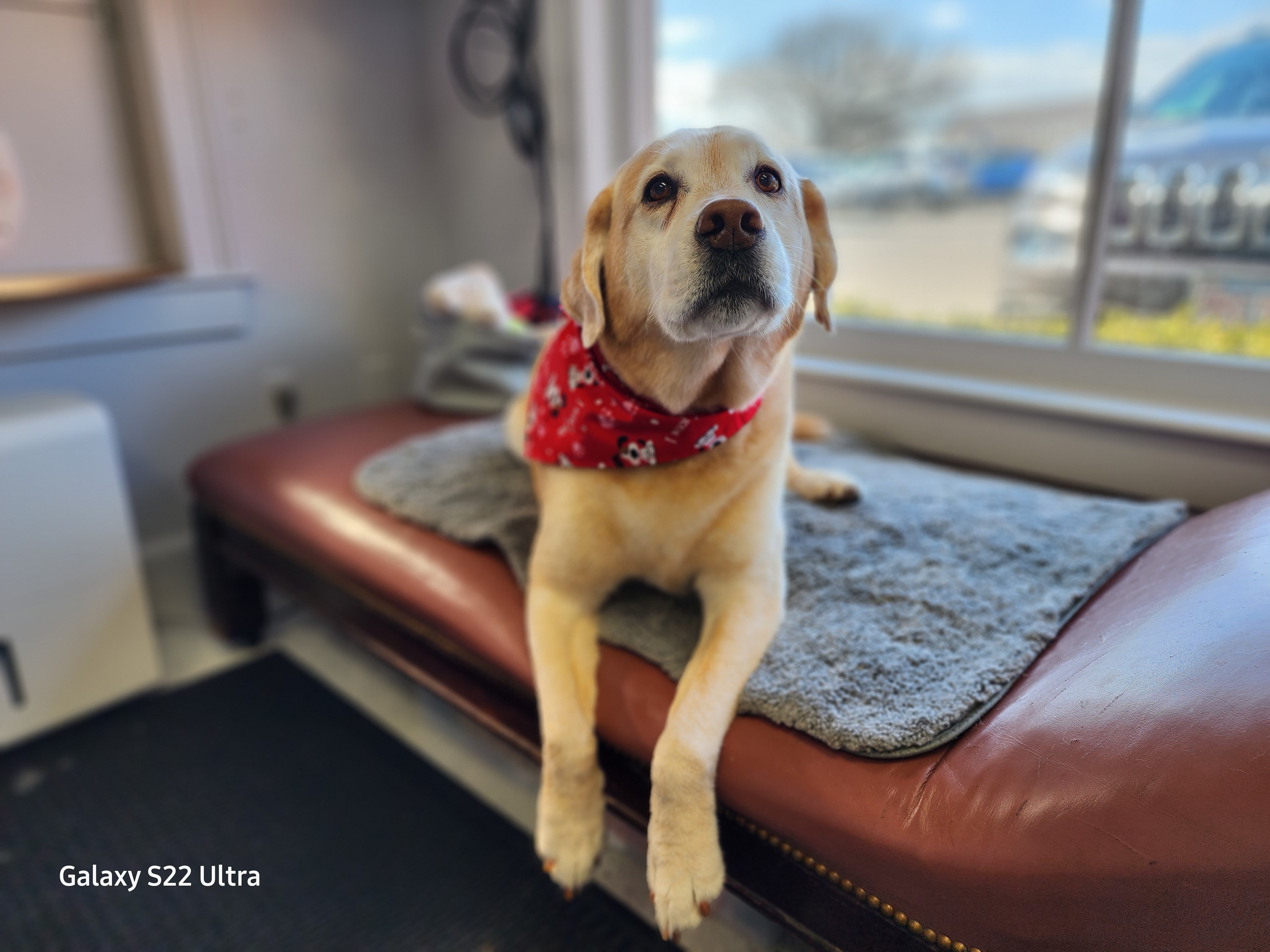 VIP Grooming dog