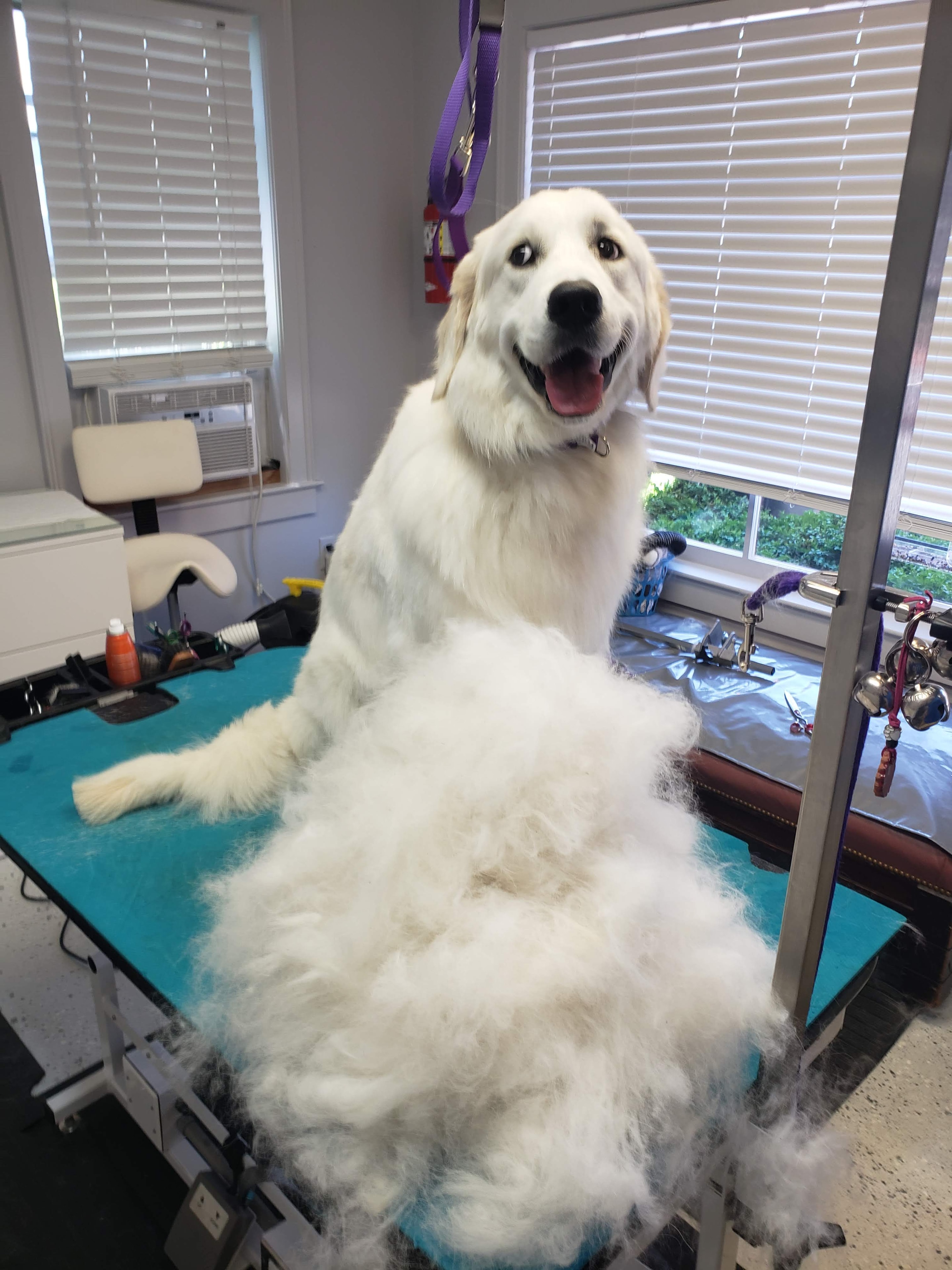VIP Grooming dog