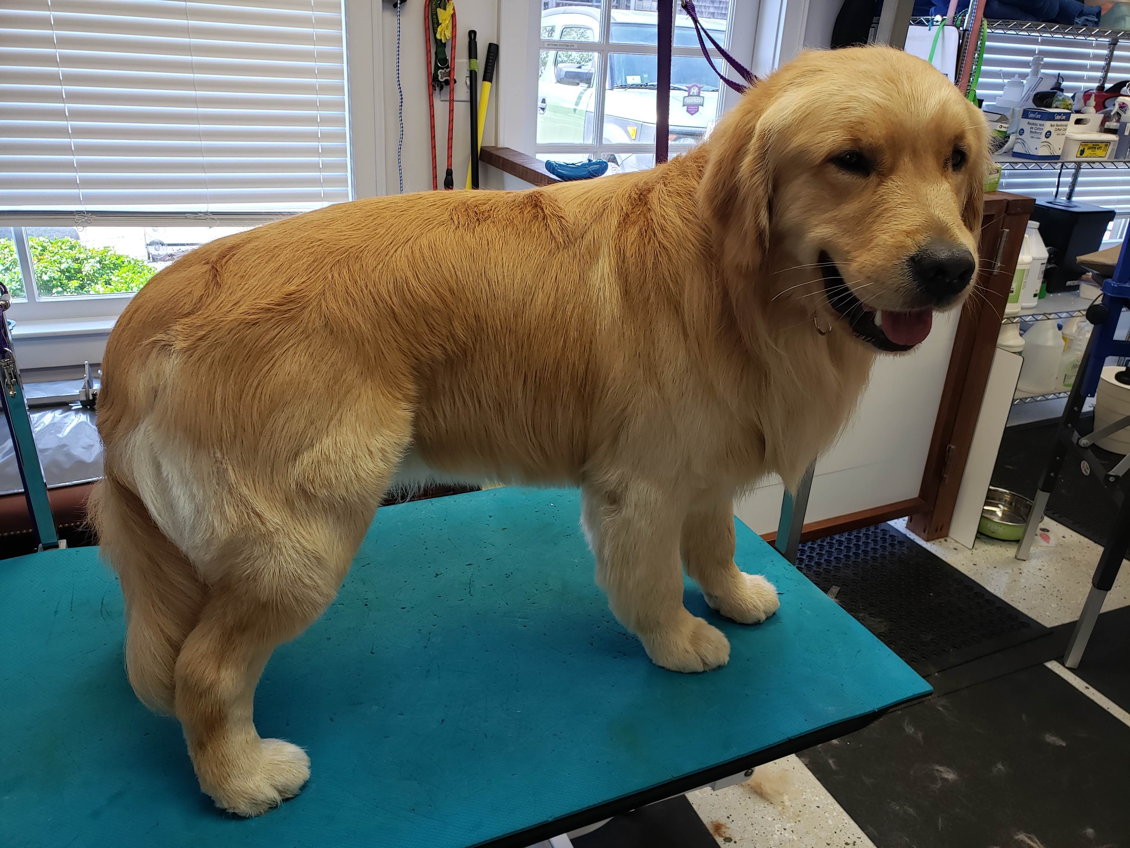 VIP Grooming dog